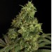 Семена Dutch Bulk Northern Light feminized 5 шт. - цены, описание в интернет-магазине Dutch Seeds