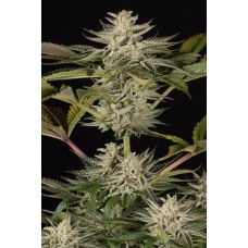 Dinafem Ocean Grown Cookies feminized