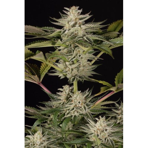 Семена Dinafem Ocean Grown Cookies feminized - цены, описание в интернет-магазине Dutch Seeds