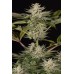 Семена Dinafem Ocean Grown Cookies feminized - цены, описание в интернет-магазине Dutch Seeds