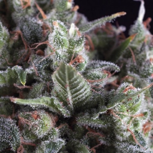 Семена Pyramid seeds Auto Olympia autofeminized - цены, описание в интернет-магазине Dutch Seeds