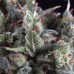 Семена Pyramid seeds Auto Olympia autofeminized - цены, описание в интернет-магазине Dutch Seeds