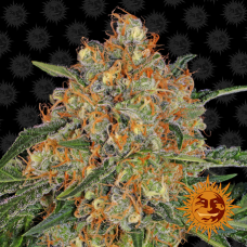 Barneys farm Orange Sherbert feminized