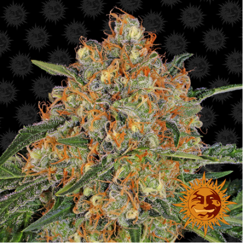 Семена Barneys farm Orange Sherbert feminized - цены, описание в интернет-магазине Dutch Seeds