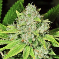 Seedsman The White OG Feminized