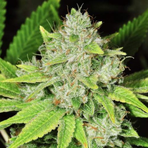 Семена Seedsman Purple Ghost Candy Feminized - цены, описание в интернет-магазине Dutch Seeds