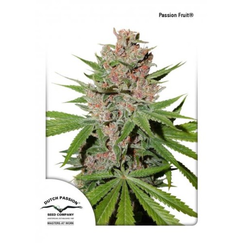 Семена Dutch Passion Passion fruit feminized - цены, описание в интернет-магазине Dutch Seeds