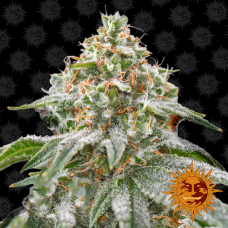 Barneys farm Pink Kush feminized