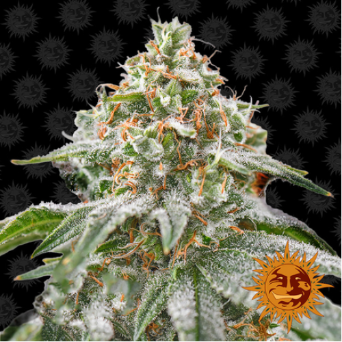 Семена Barneys farm Pink Kush feminized - цены, описание в интернет-магазине Dutch Seeds