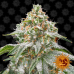 Семена Barneys farm Pink Kush feminized - цены, описание в интернет-магазине Dutch Seeds