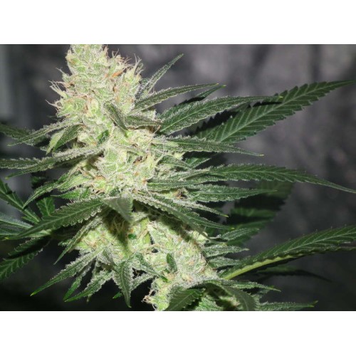 Семена Jinxproof Genetics Pucker Punch regular - цены, описание в интернет-магазине Dutch Seeds