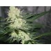 Семена Jinxproof Genetics Pucker Punch regular - цены, описание в интернет-магазине Dutch Seeds