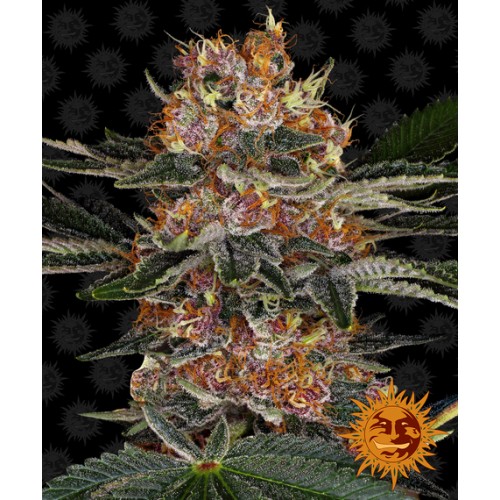 Семена Barneys farm Purple Punch feminized - цены, описание в интернет-магазине Dutch Seeds