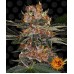 Семена Barneys farm Purple Punch feminized - цены, описание в интернет-магазине Dutch Seeds