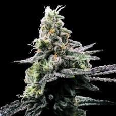 DNA Genetics Purple Kosher feminized