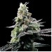 Семена DNA Genetics Purple Kosher feminized - цены, описание в интернет-магазине Dutch Seeds