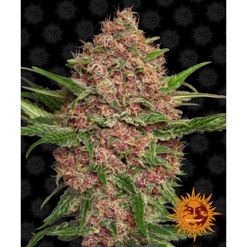 Семена Barneys farm Purple Punch Auto autofeminized - цены, описание в интернет-магазине Dutch Seeds