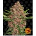 Семена Barneys farm Purple Punch Auto autofeminized - цены, описание в интернет-магазине Dutch Seeds