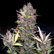 Doctor Choice Purple Ryder autofem