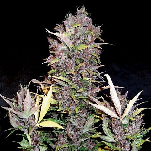 Семена Doctor Choice Purple Ryder autofem - цены, описание в интернет-магазине Dutch Seeds