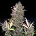 Семена Royal Queen Seeds Fat Banana Automatic 5 шт. - цены, описание в интернет-магазине Dutch Seeds