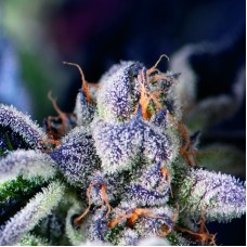 Pyramid seeds Cookies USA feminized