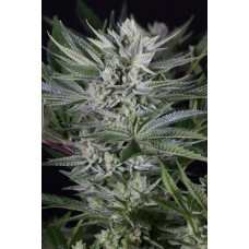 Dinafem Quick Gorilla feminized