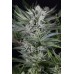 Семена Dinafem Quick Gorilla feminized - цены, описание в интернет-магазине Dutch Seeds