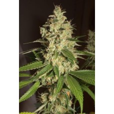 Humboldt seeds Raspberry Diesel feminized