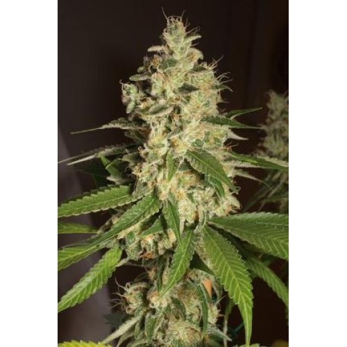 Семена Humboldt seeds Raspberry Diesel feminized - цены, описание в интернет-магазине Dutch Seeds