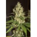 Семена Humboldt seeds Raspberry Diesel feminized - цены, описание в интернет-магазине Dutch Seeds