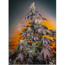 Sweet seeds Sweet Cherry Pie feminized