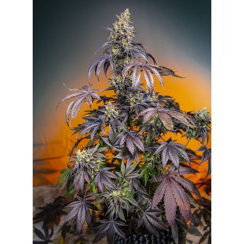 Семена Green House Banana Krumble feminized - цены, описание в интернет-магазине Dutch Seeds