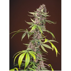 Sweet seeds Red Mandarine F1 Fast Version feminized