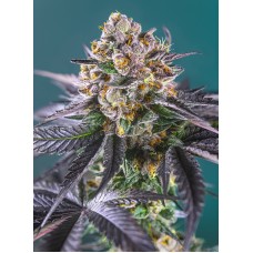 Sweet seeds Red Strawberry Banana Auto autofeminized