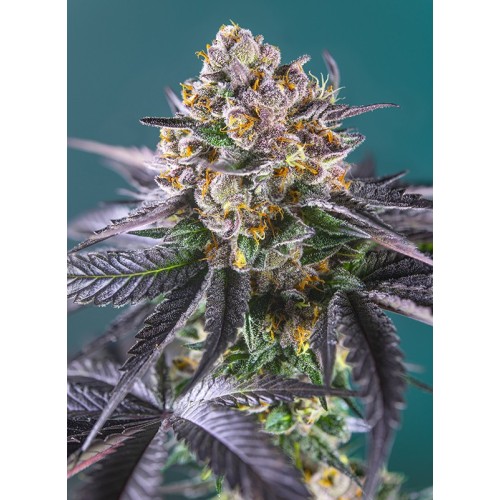 Семена Dutch Passion Auto Mimosa Punch autofem - цены, описание в интернет-магазине Dutch Seeds