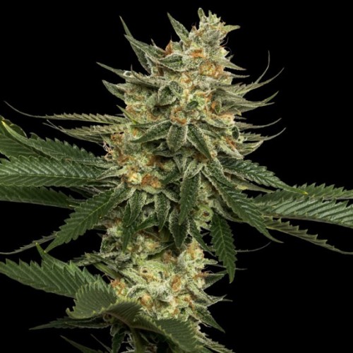 Семена Reserva privada Tangie regular - цены, описание в интернет-магазине Dutch Seeds