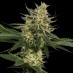 Семена Reserva privada Tangie regular - цены, описание в интернет-магазине Dutch Seeds