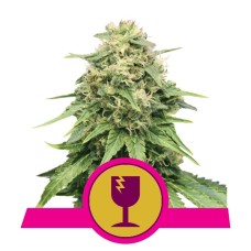 Royal Queen Seeds Critical feminized