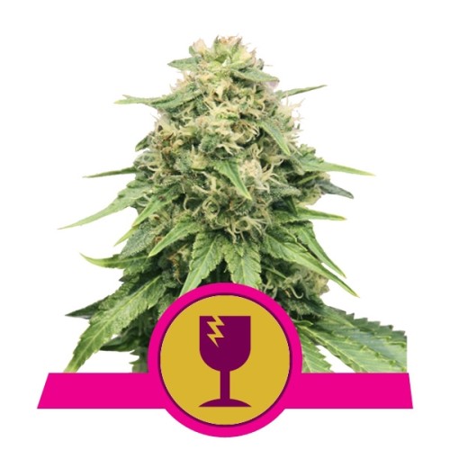 Семена Royal Queen Seeds Critical feminized 5 шт. - цены, описание в интернет-магазине Dutch Seeds