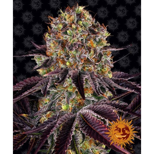 Семена Barneys farm Runtz x Layer Cake feminized - цены, описание в интернет-магазине Dutch Seeds