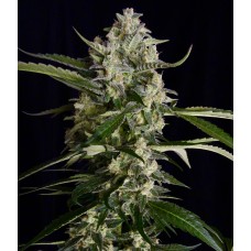 Sweet seeds Purple Punch OG XL Auto autofeminized