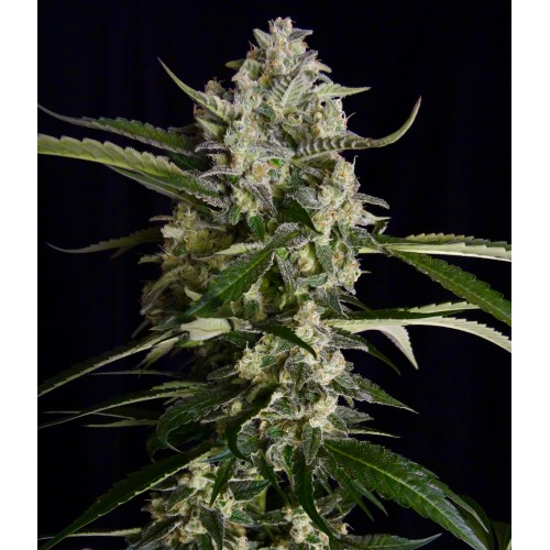 Семена Sweet seeds Skywalker OG Runtz XL Auto autofeminized - цены, описание в интернет-магазине Dutch Seeds