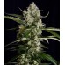 Семена Sweet seeds Sweet Mimosa XL Auto autofeminized - цены, описание в интернет-магазине Dutch Seeds