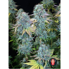 Serious seeds Serious Happiness feminized