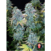 Семена Serious seeds Serious Happiness feminized - цены, описание в интернет-магазине Dutch Seeds