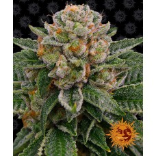 Barneys farm Lemon Tree feminized