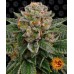 Семена Green House Chemical Bride feminized - цены, описание в интернет-магазине Dutch Seeds