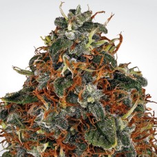 Paradise seeds Space Cookies feminized