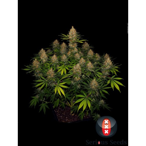 Семена Serious seeds Strawberry Akeil feminized - цены, описание в интернет-магазине Dutch Seeds